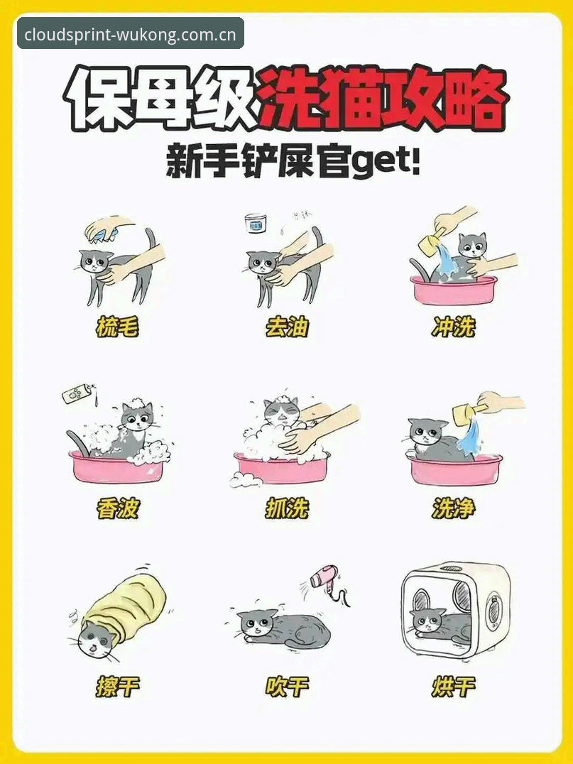 新手必看！悟空体育客服最常被问到的5个问题与解决办法